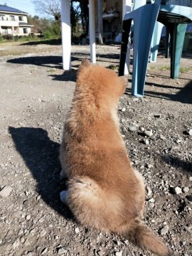 熊本県の柴犬のブリーダーのブログ特集 みんなのペットライフ