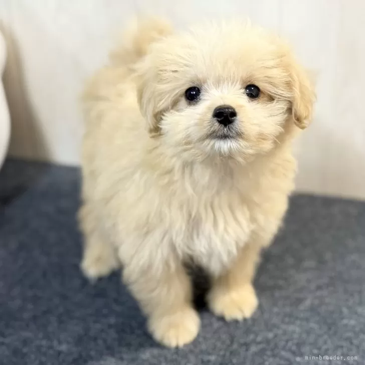 トモ 様のお迎えした子犬