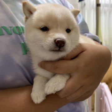 柴犬(豆柴)【岡山県・女の子・2023年5月23日・白】の写真「両親豆柴🫘珍しいホワイト❤️」