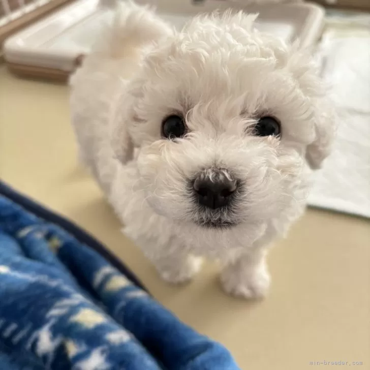 ID：2312-01655の子犬