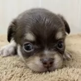 チワワ(ロング)