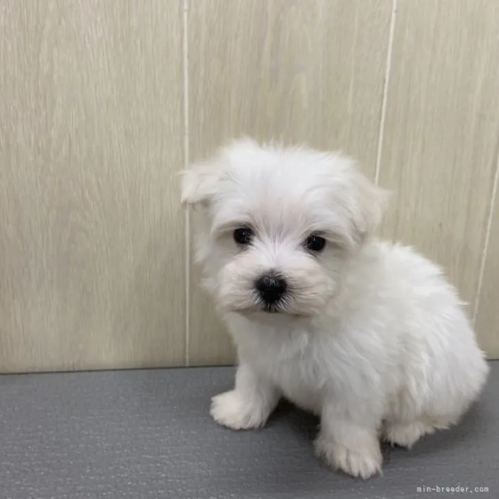 ユウキ 様のお迎えした子犬