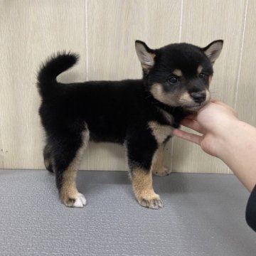 柴犬(豆柴)【岡山県・女の子・2023年7月21日・黒】の写真「両親3代祖の可愛い黒女の子です。」