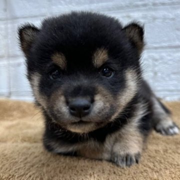 柴犬(標準サイズ)【岡山県・女の子・2023年10月27日・黒】の写真「３代祖の両親から生まれた可愛い女の子です」