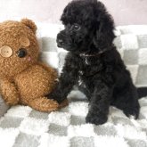ミディアムプードル