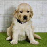 ゴールデンレトリバー