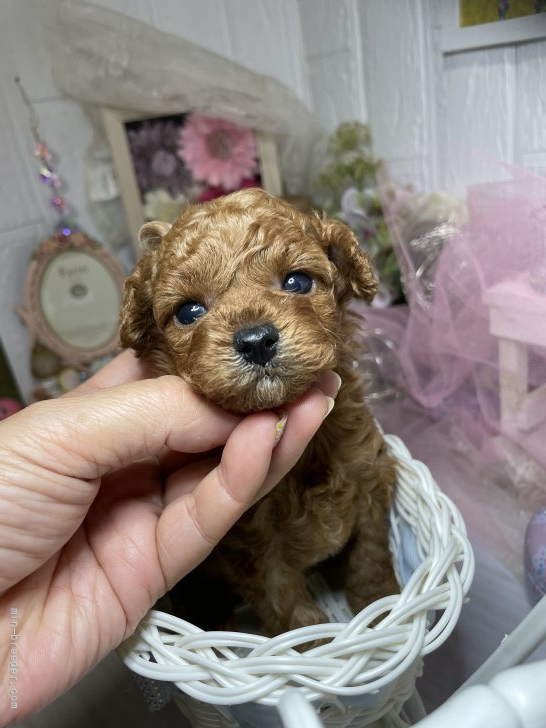 我が家の子で生まれたお残しちゃん💖｜楠原　薫(くすはら　かおる)ブリーダー(福岡県・トイプードル・JKC登録)の紹介写真4