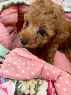 福岡県のティーカッププードルのブリーダーのブログ特集 3ページ目 みんなのペットライフ