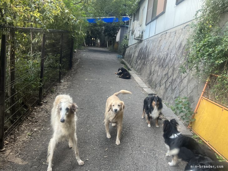 繁殖場の広場で運動中｜河野　和昭(かわの　かずあき)ブリーダー(愛知県・ゴールデンレトリバーなど・JKC/KCジャパン登録)の紹介写真2