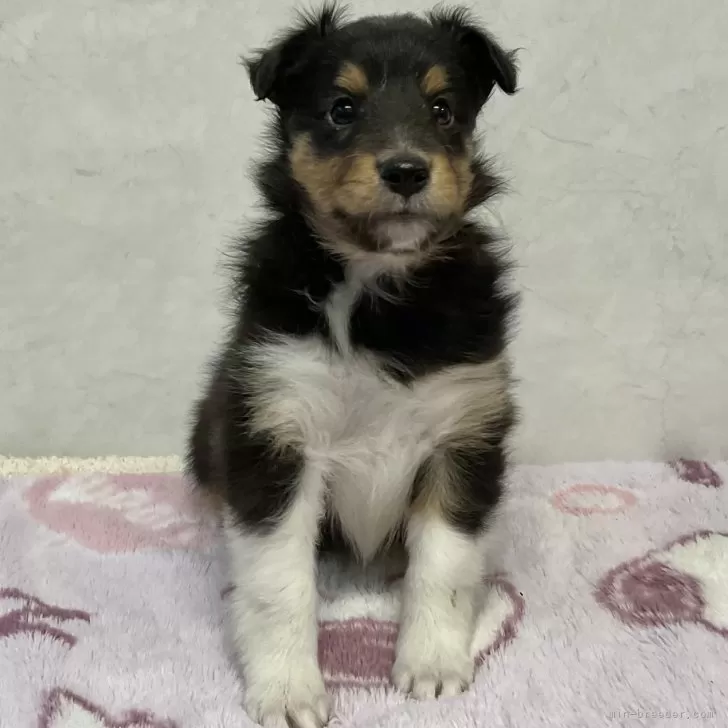 ちえちえ 様のお迎えした子犬