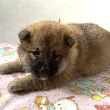 柴犬(標準サイズ)【愛知県・男の子・2025年1月1日・赤】の写真「元気な可愛い子です。」