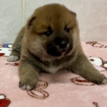 柴犬(標準サイズ)【愛知県・男の子・2024年10月20日・赤】の写真「可愛い子です。」