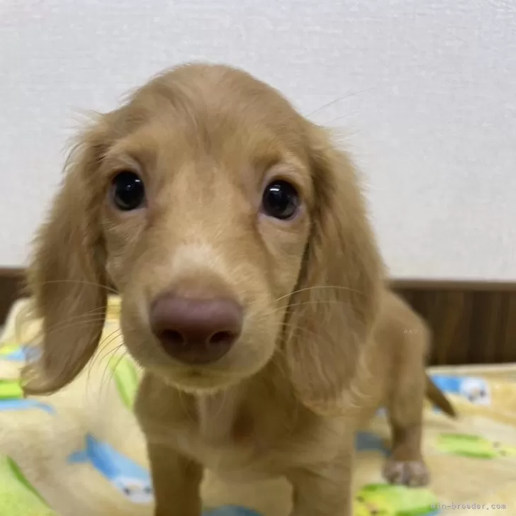 ばり 様のお迎えした子犬