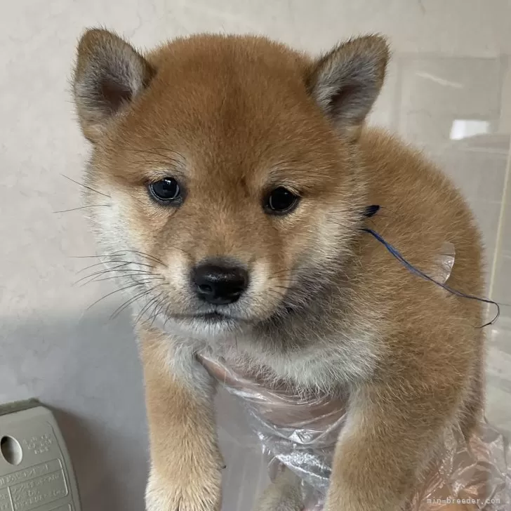 ニョロジ 様のお迎えした子犬