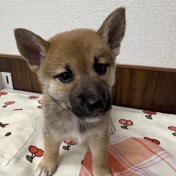 柴犬(豆柴)【愛知県・女の子・2024年7月10日・赤】の写真「小ぶりな可愛い子です。」