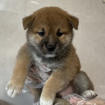 柴犬(標準サイズ)【愛知県・女の子・2024年6月8日・赤】の写真「小ぶりな可愛い子です。」