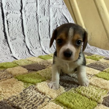 ビーグルの子犬を探す｜ブリーダー直販の子犬販売【みんなのブリーダー】