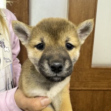 柴犬(豆柴)【愛知県・女の子・2023年12月22日・赤】の写真「小ぶりな豆柴サイズです。」