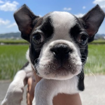 ボストンテリア【愛知県・男の子・2024年3月20日・ボストンカラー】の写真「可愛い子です。」