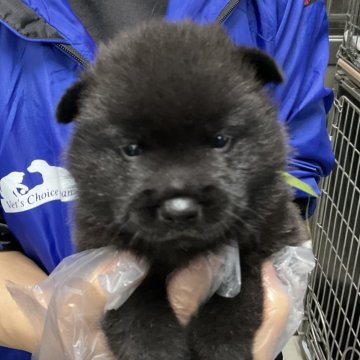 甲斐犬【愛知県・女の子・2024年2月3日・黒虎】の写真「しっかりした子です。」