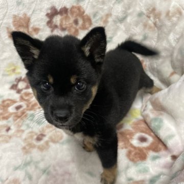 柴犬(標準サイズ)【愛知県・女の子・2023年12月15日・黒】の写真「活発な子です。」