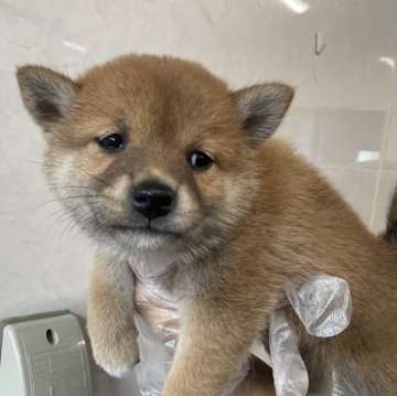 柴犬(標準サイズ)【愛知県・男の子・2024年6月8日・赤】の写真「小ぶりな可愛い子です。」