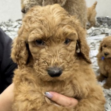 スタンダードプードル【愛知県・男の子・2024年4月3日・レッド】の写真「可愛い子です。」