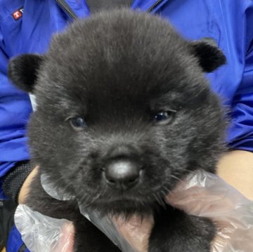 甲斐犬【愛知県・男の子・2024年2月3日・黒虎】の写真「しっかりした子です。」