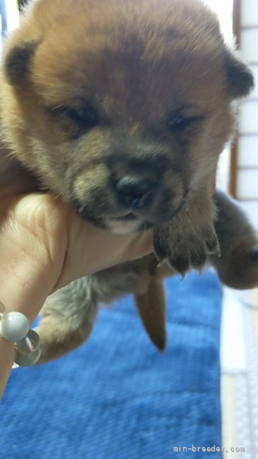 柴犬 茨城県 男の子 22年3月4日 赤柴 かわいいモフモフ みんなのブリーダー 子犬id 23 021