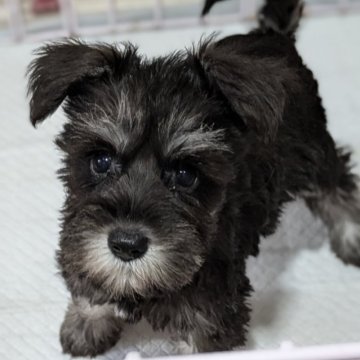 ミニチュアシュナウザー【埼玉県・女の子・2025年8月13日・ブラックアンドシルバー】の写真「元気な女の子✨」