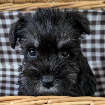 ミニチュアシュナウザー【埼玉県・男の子・2025年8月20日・ブラックアンドシルバー】の写真「元気な男の子✨」