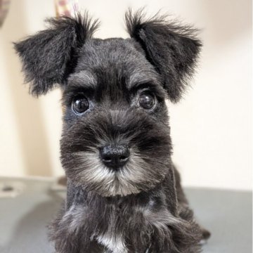 ミニチュアシュナウザー【埼玉県・女の子・2025年8月20日・ブラックアンドシルバー】の写真「小顔が可愛い女の子✨」