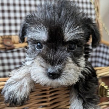 ミニチュアシュナウザー【埼玉県・女の子・2025年8月20日・ブラックアンドシルバー】の写真「美人さんで小さな女の子✨」