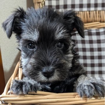 ミニチュアシュナウザー【埼玉県・男の子・2025年8月20日・ブラックアンドシルバー】の写真「おっとりな男の子♪」