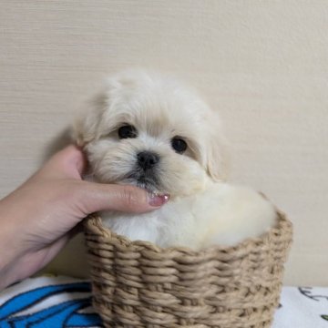 ミックス(チワワ×ペキニーズ)【和歌山県・男の子・2024年9月20日・クリーム】の写真「かわいい男の子」