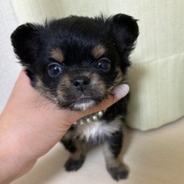 チワワ(ロング)【和歌山県・男の子・2024年4月17日・ブラックタン】の写真「ぷくぷく男の子」