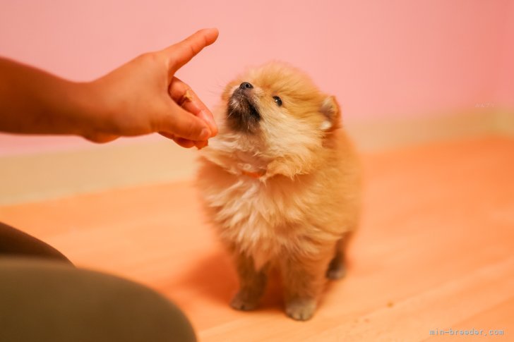 パピートレーニング中🐶｜峯岸　歩夢(みねぎし　あゆむ)ブリーダー(岐阜県・トイプードルなど・JKC登録)の紹介写真6