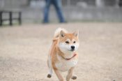柴犬【・女の子・2022年1月30日・赤】「（我が家の）ドッグランで駆け回っています。」