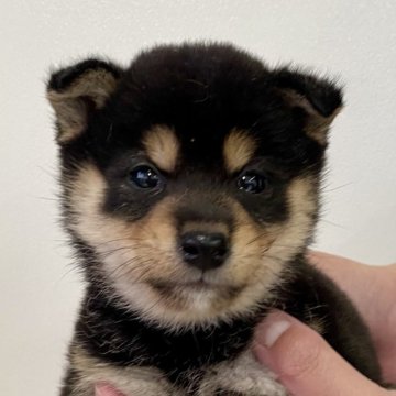 柴犬(豆柴)【熊本県・男の子・2024年12月21日・黒】の写真「💙イケメンの男の子💙」