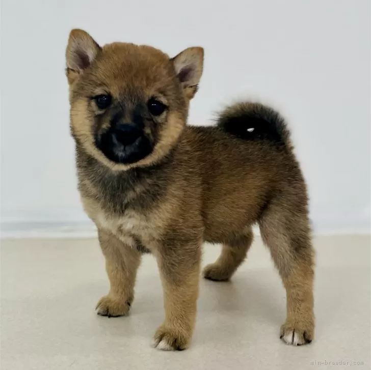 ちずこ 様のお迎えした子犬