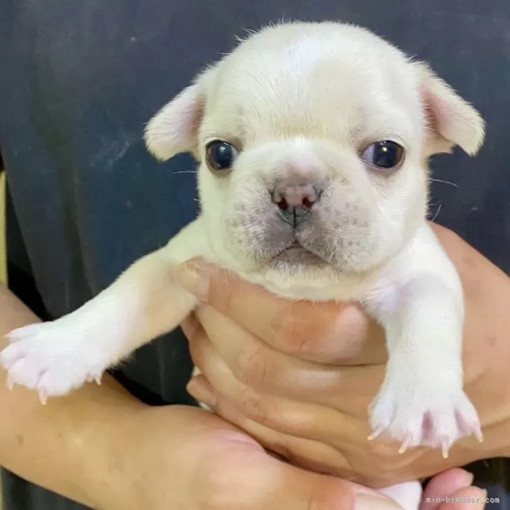 レオ 様のお迎えした子犬