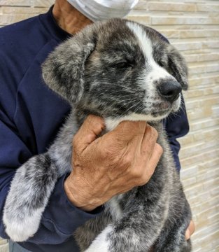 岡山県でおすすめの秋田犬のブリーダー特集 みんなのペットライフ