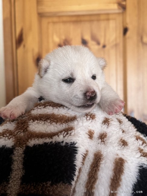 綺麗な白柴も産まれてます！｜國村　直弥(くにむら　なおや)ブリーダー(北海道・柴犬など・JKC/日本犬保存会/KCJ登録)の紹介写真2