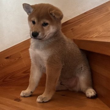 柴犬(標準サイズ)【北海道・男の子・2024年10月17日・赤】の写真「男の子の可愛さを最大限に感じる甘えん坊の男の子」