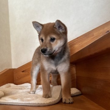 柴犬(標準サイズ)【北海道・女の子・2024年10月17日・赤毛】の写真「小柄な賢い綺麗な女の子」