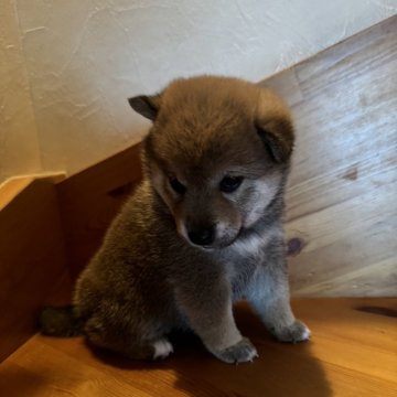 柴犬(標準サイズ)【北海道・女の子・2024年10月17日・赤】の写真「毛質も良く、小柄な可愛い女の子♩」