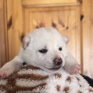 柴犬(豆柴)【北海道・女の子・2024年11月28日・白】の写真「クールな小柄な女の子」