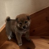 柴犬(標準サイズ)