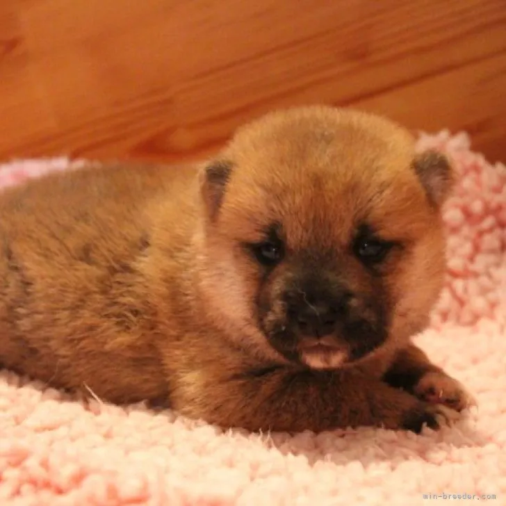 えみ 様のお迎えした子犬