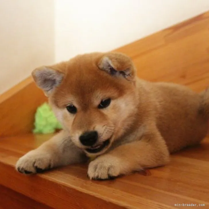 まこひろ 様のお迎えした子犬